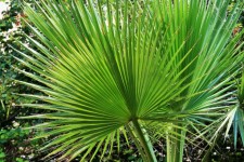 Leaves Of Fan Palm