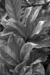 Leaves Of Gardenia
