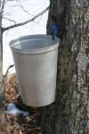 Maple Sugar Bucket