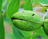 Maturing Nut On Pecan Tree