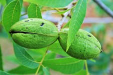 Maturing Pecan Nuts
