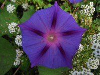 Morning Glory And White Flowers