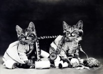 Naughty Kittens Vintage Photo