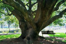Oak Tree In Park
