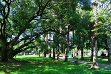 Oak Tree In Park
