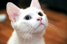 Odd-Eyed Kitten