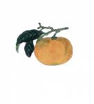 Orange Fruit Japanese Art