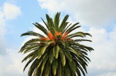 Ornamental Date Palm In Fruit