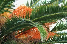 Ornamental Date Palm With  Fruit
