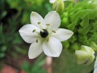 Ornitogalum Arabica Single Flower