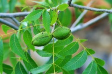 Pecan Nuts Maturing