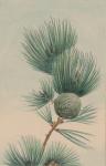 Pine Tree Cone & Needles (2)