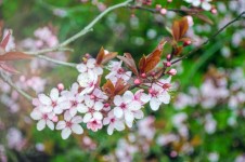 Pink Blossom Flowers On A Branch