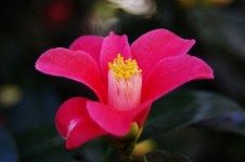 Pink Camellia Flower Close-up