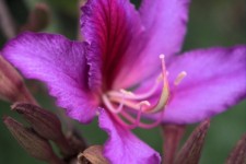 Pink Flower Close-up
