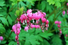Pink Flowers In Botanical Gardens
