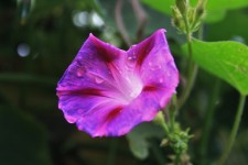 Pink Morning Glory With Raindrops