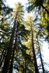 Ponderosa Pine In Yosemite