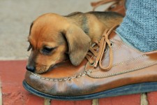 Puppy Sampling Shoe