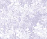 Purple Floral Background