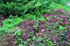 Purple Flower Bushes