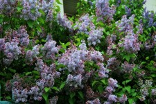 Purple Flower Clusters, Moscow