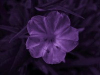 Purple Tinted Wild Flower