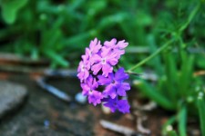 Purple Verbena Flower