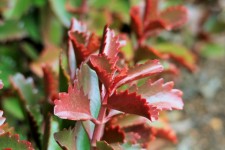 Red Succulent Leaves