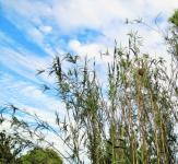 Reeds Against Streaky Sky