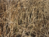 Reeds Texture 3