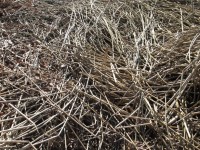 Reeds Texture 4