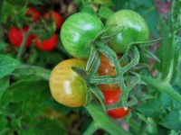 Ripening Cocktail Tomatoes