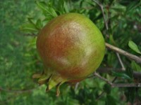 Ripening Pomegranate Fruit