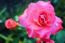 Rose Pink Wet