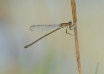 Dragonfly On A Blade