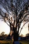 Silhouette Cemetery Tree