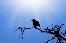 Silhouette Of The Bird On Branch