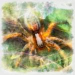 Spider Digital Painting
