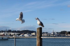 Squawking Seagull