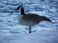 Standing Goose