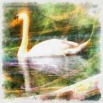 Swan Digital Painting