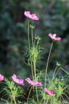Tall Pink Cosmos Flower