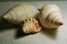Three Conch Shells
