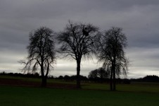 Three Trees In A Winter Afternoon