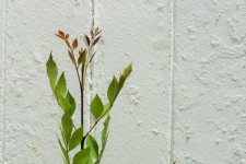 Tip Of Plant Against White Wall