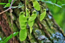 Tipuana Tree Seed Pods
