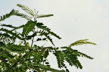 Tipuana Tree Top