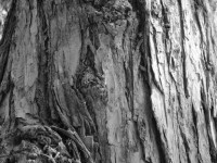 Tree Bark Texture 1