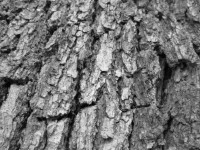 Tree Bark Texture 16